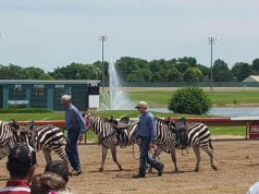 賽馬比賽大家就睇得多啦,斑馬比賽又有冇睇過呢?(有片睇)