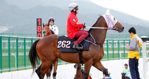 13/11/2021 沙田日賽9場心水 恆駿寶駒盡地一煲 鑽飛龍落四班大利