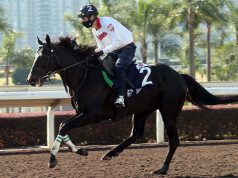 香港國際賽馬匹晨操片段 (12月8日) 網友:隻野田賢君弗到震,金鎗六十未必夠佢跑!!!