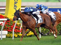 30/1/2022 沙田10場泥草混合賽心水推介 飛輪閃耀回師勝途 韋小寶轉場賺級數 勁哥推介