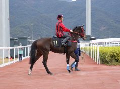 4/5/2022沙田泥草夜馬心水推介 無心睡眠可爭連捷 黃金甲一放而回 勁哥