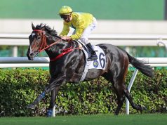 新一代短途王「金鑽貴人」狂勝對手捧走特首盃(有片睇) 馬迷:佢係史上最強短途馬!!!