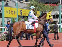 「遨遊氣泡」先贏經典一哩,再贏香港打吡(有片睇) 網友:睇個款應該係新一代馬王!!!