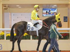 「金鑽貴人」再下一城,成短途三冠馬王(有片睇) 網友:呢隻先係真馬王!!!