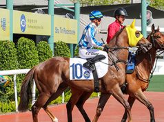 14/5/2025 快活谷夜馬心水推介 勁哥