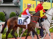 12-10-2025 沙田日賽心水推介 勁哥